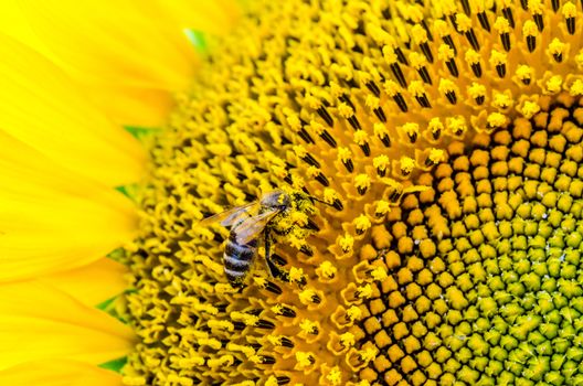 bright yellow sunflower with a striped bee collecting pollen close-up