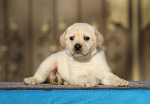 the little labrador puppy on a blue background