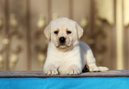 a little labrador puppy on a blue background