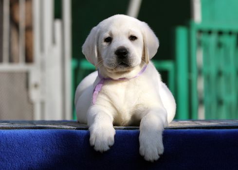 little labrador puppy on a blue background