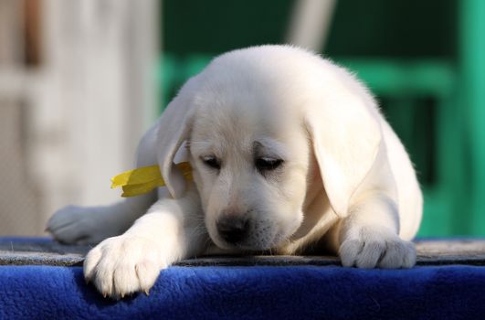 a nice little labrador puppy on a blue background