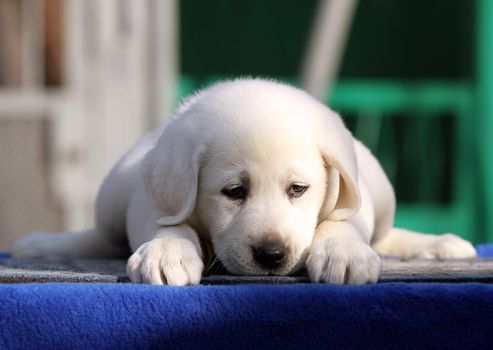 the nice little labrador puppy on a blue background