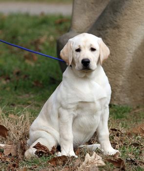 a yellow labrador playing in the park