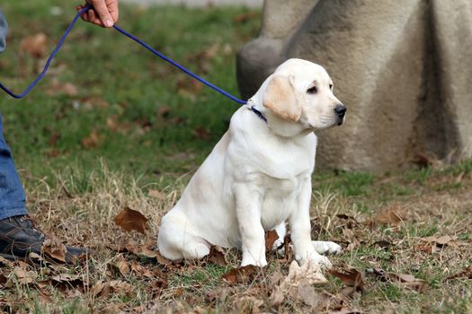 the yellow labrador playing in the park