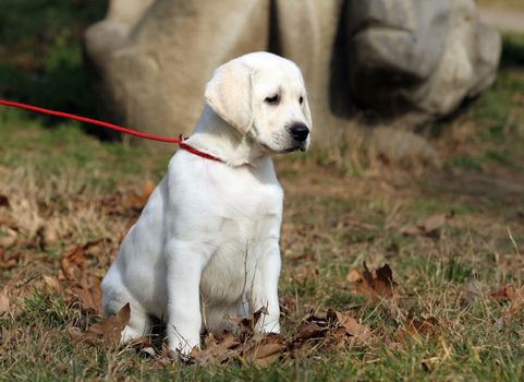 nice yellow labrador playing in the park