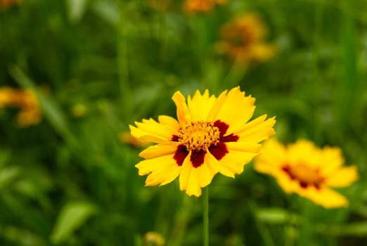 Yellow spring flower on a green background, close-up photo