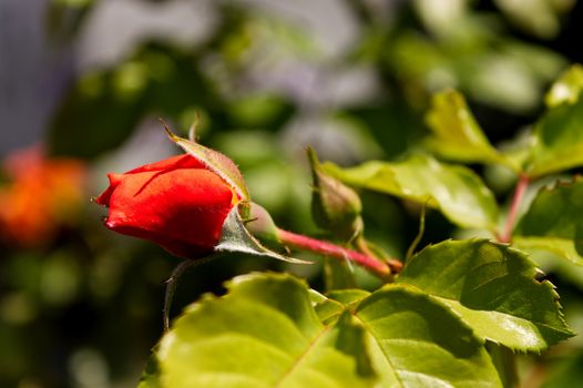 Red rose and green leaves, close-up photo of a red rose