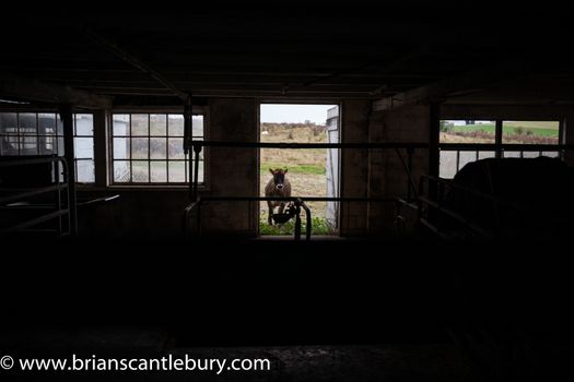 Calf at door of Amish milking shed looking into darkness inside, Lancaster County, PA.