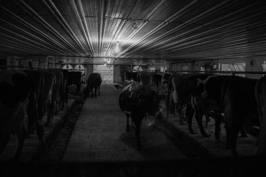 Cows at milking time in dark Amish milking shed, Lancaster County, PA.