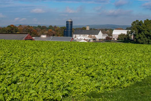 Expansive landscape of green fields with fresh kale crop growing and farm buildings and silos  in Lancaster County, Pennsylvania USA