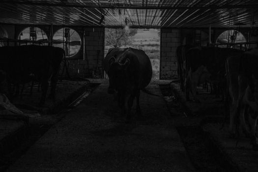 Cows at milking time in and entering dark Amish milking shed, Lancaster County, PA.