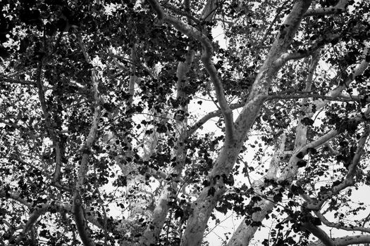 View through a tangle of branches in birch or beech large tree with white bark and silhouette leaves creating contrast in monochrome.