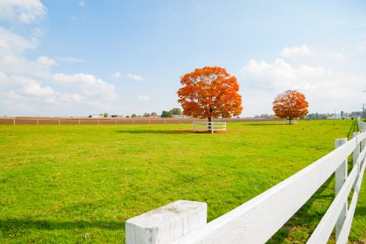 Two trees in golden red fall color foliage in green field with long white railing fence.1