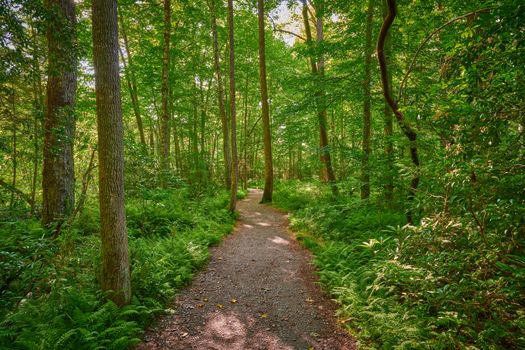 Sunlit walking path through a lush forest.