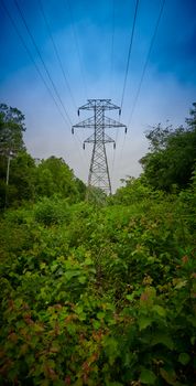 Transmission tower surounded by thick green vegitation.