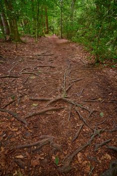 Tree roots on walking path in a lush forest.