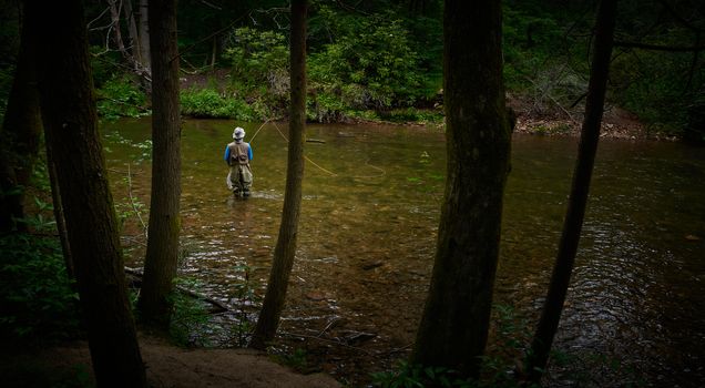 Fly fisherman in the Davidson River, NC.