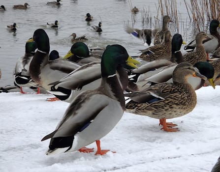A flock of ducks at the snowed up shore.