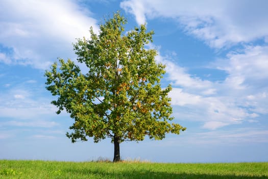 Beautiful lonely oak with colorful autumn leaves on a green meadow on a sunny day (high details).