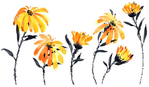 Botanical illustration of calendula - blossom meadow plant with orange flowers. Watercolor hand drawn painting.