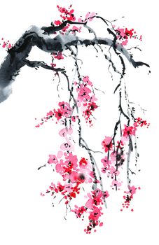 Watercolor and ink illustration of blossom sakura tree with pink flowers on white background. Oriental traditional painting in style sumi-e, u-sin.