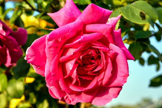 Beautiful, blooming red rose flower on the bush in the garden