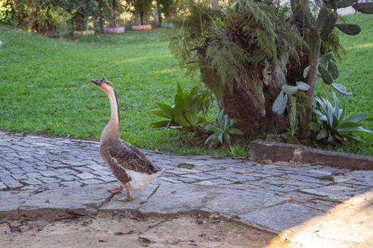 Domestic goose on a farm on Brazil