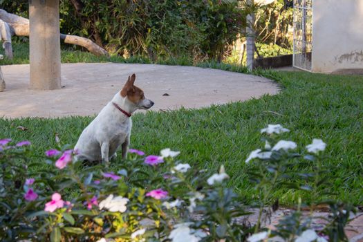 Small stray dog sitting on the grass behind a bunch of small flowers