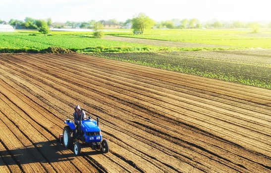 Farmer on a tractor cultivates a farm field. Grinding and loosening soil, removing plants and roots from past harvest. Cultivating land for further planting. Food production on vegetable plantations.