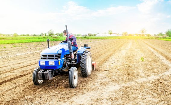 Farmer drives a tractor on a farm field. Agricultural industry. Cultivating land soil for further planting. Loosening, improving soil quality. Food production on vegetable plantations.