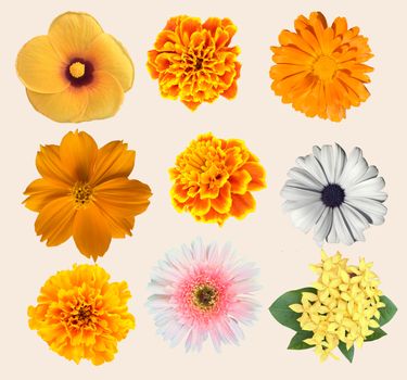 Set of beautiful Various Flowers collection isolated on white background.