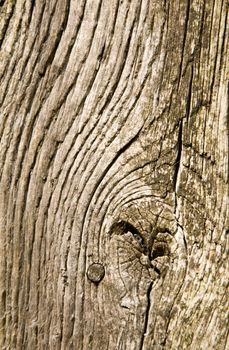 Worn wood on an old gate