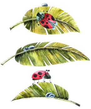 Watercolor illustration of leaves, ladybug and waterdrops. Artistic spring set.