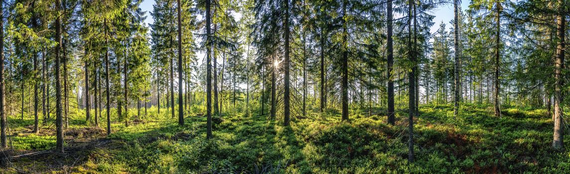 Beautiful view from inside of Swedish forest through green forest trees under Sun rays. Scenic background picture of Scandinavian summer nature.