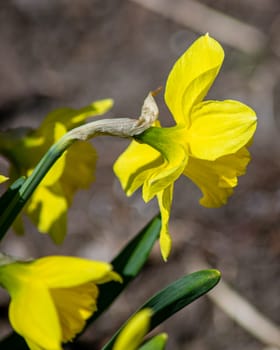 A side view of a yellow daffodil flower.