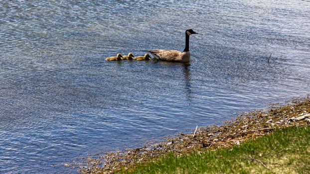 A mother Canada Goose leads her goslings swimming in the water.
