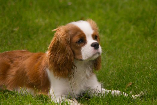 A Cavalier King Charles Spaniel puppy lies in the grass of a backyard. The dog has Blenheim coloring, with its characteristic brown and white fur pattern.