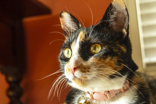 A beautiful family house cat pauses for a portrait in a home environment