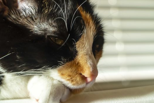 A beautiful family house cat pauses for a portrait in a home environment