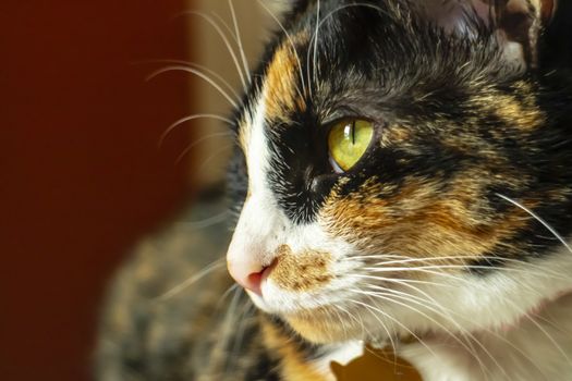 A beautiful family house cat pauses for a portrait in a home environment