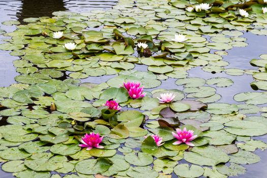 Waterlily in garden pond