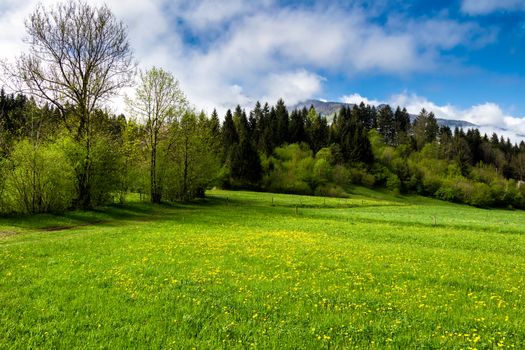 Meadow with mountains in the background