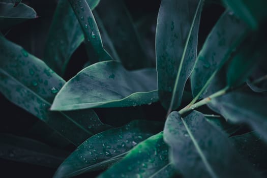 Selective focus closed up tropical summer green leaf background with sunlight.