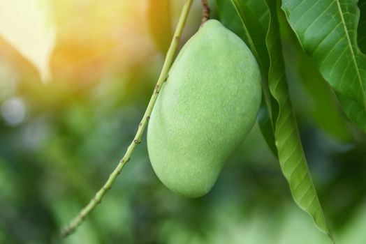 raw mango hanging on tree with leaf background in summer fruit garden orchard / green mango tree