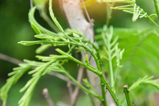 Acacia pennata Willd insuavis Nielsen Mimosaceae / Senegalia pennata on tree in the nature vegetable Thai herbal leaves and food 