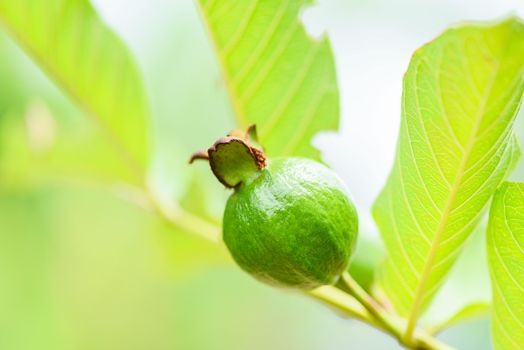 guava fruit on guava tree in the nature green background 