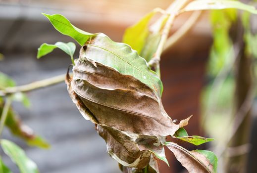 Red ant on mango tree / Ant nest with leaf on tree