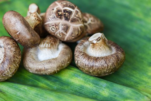 Fresh mushrooms on banana leaf background / Shiitake mushrooms