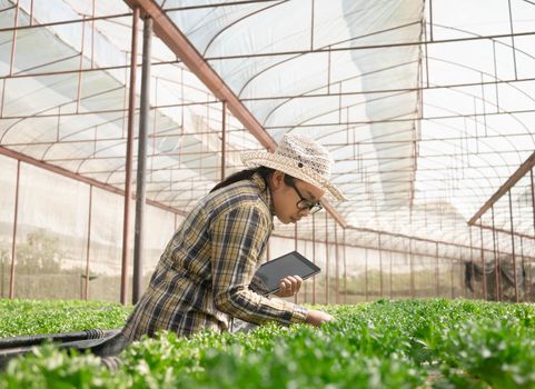 Asian young female farmer using tablet in organic vegetable salad farm in greenhouse. Farmer using tablet computer worked in agricultural field.