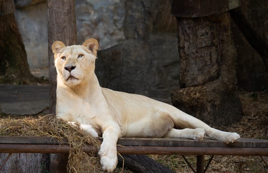 A beautiful female white lion lying on a wooden platform and looking strongly with her blue eyes in the forest.